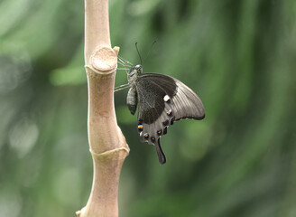 Grüngestreifter Schwalbenschwanz - Emerald swallowtail