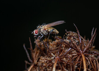 Fototapeta mucha na czarnym tle w dużym zbliżeniu makro obraz