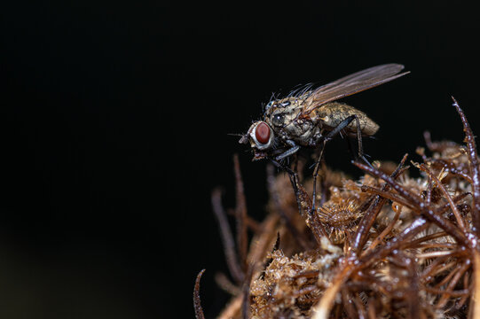 makrofotografia żywej muchy na kwiatku 