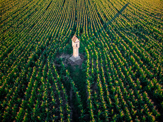 Fototapeta kapliczka w polu kukurydzy obraz