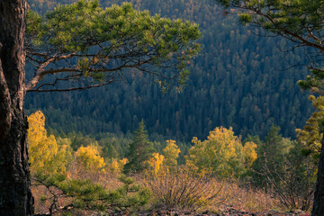 Autumn landscape in the mountains, bright yellow trees against the background of a dark green coniferous forest.