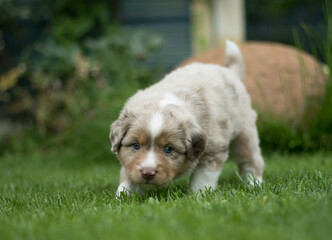 Miniature Australian Shepherd Welpe