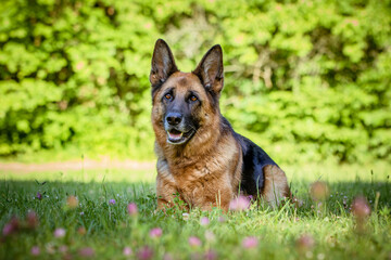 Schäferhund 