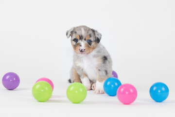 Miniature Australian Shepherd Welpe