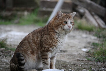 old feral cat outdoors