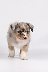 Miniature Australian Shepherd Welpe