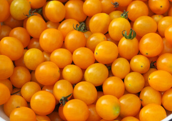 A view of the many little yellow cherry tomatoes