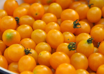 A view of the many little yellow cherry tomatoes