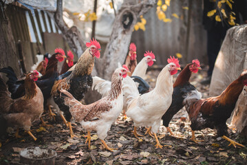 A group of chickens in the garden.