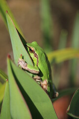 green tree frog on leaf