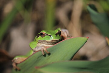 green tree frog on leaf