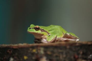 green tree frog sitting on wood