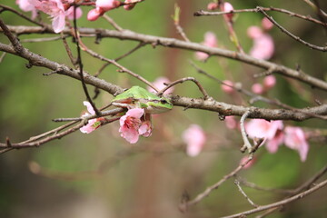 green tree frog sitting on cherry blossom