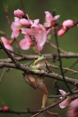 tree frog  on cherry blossom tree