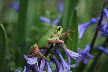 frog on a flower
