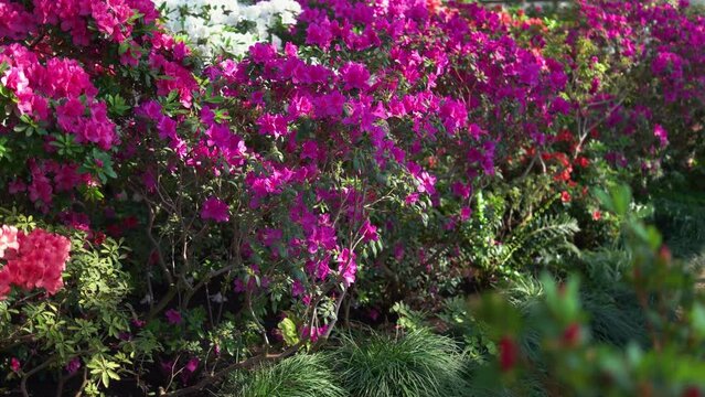 Beautiful azalea flowers blooming in greenhouse. Decorative plants background. Gardening concept.