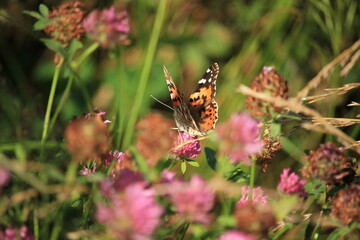 Painted lady butterfly in flower field