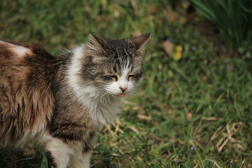 Naklejka na ściany i meble cat on the grass with tongue out