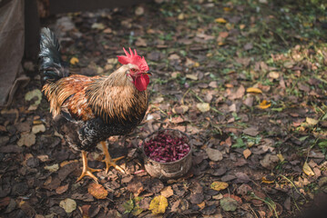 Rooster in the garden, in nature, outdoors.