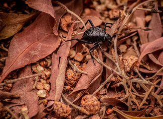 the bug on the ground