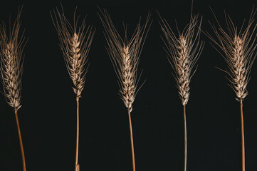 ears of wheat on a black background