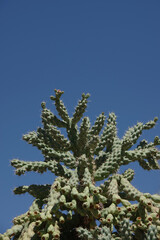 Unusual tree-like cactus under blue sky
