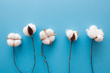 White cotton flowers, beautiful nature card on blue background with blossom