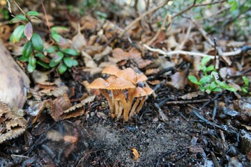 Patagonia-fin del mundo-fungi parques nacionales-sud  america Chile