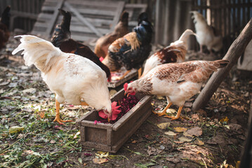Rooster and hens eat food in the garden outdoors.