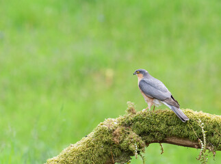 Sparrowhawk, Accipiter Nisus, on a lichen and moss covered log, in a woodland setting