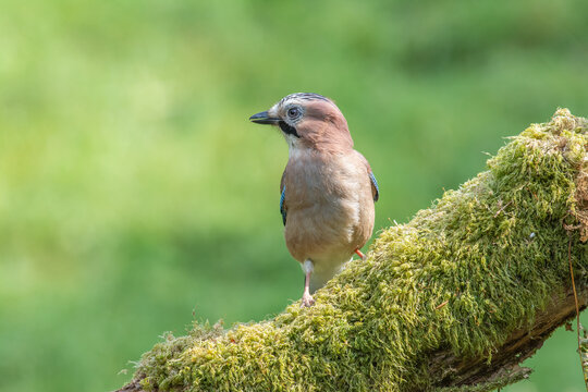 Eurasian Jay, Garulus Glandarius, on a moss-covered log, Scotland