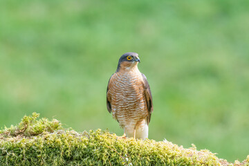Sparrowhawk, Accipiter Nisus, on a moss covered tree branch in a woodland setting