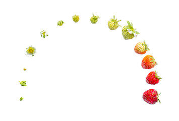 Strawberry growth on white, life of strawberry, Plant growth stages. copy space
