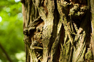 Tree bark covered with green moss.