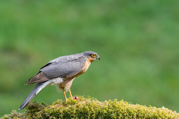 Sparrowhawk, Accipiter Nisus, on a moss covered tree branch in a woodland setting