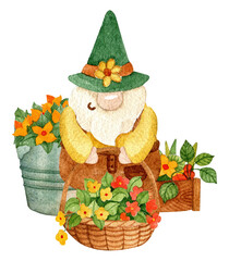Scandinavian gnome and autumn flowers. Watercolor hand drawn - 530400957