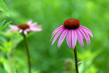 Pink Coneflowers Growing In The Prairie Area Near The Pond