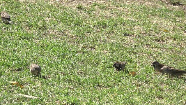 Wild Sparrow Birds Eating In The Ground