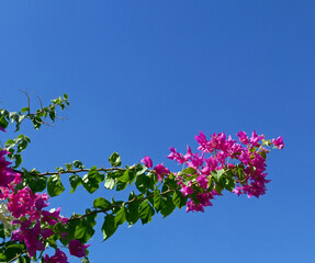 bellissimo ramo fiorito di bouganville contro il cielo azzurro estivo