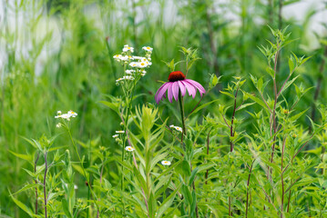 Pink Coneflowers Growing In The Prairie Area Near The Pond