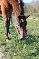 Cheval qui broute