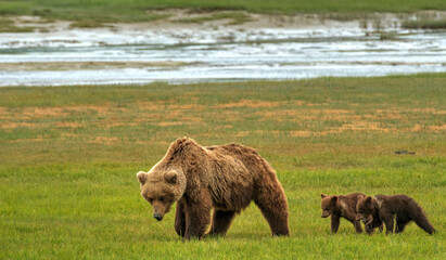 Grizzly sow and cubs walking through Lake Clark National Park