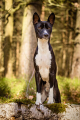 Basenji