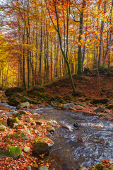 water stream in the forest. beautiful nature scenery in autumn. trees in colorful foliage on a sunny day