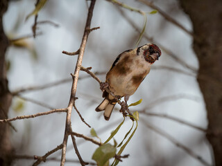 European goldfinch. (Carduelis carduelis).