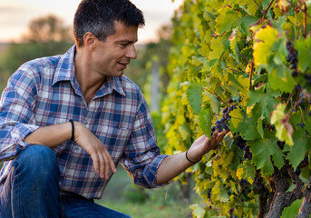 Man checking grapes in vineyard in summer