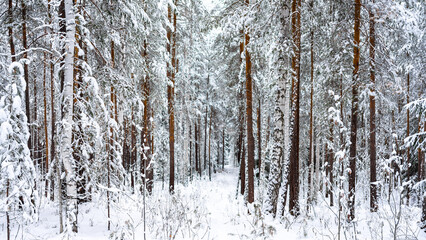 Path in coniferous woodland among trunks of pines and firs covered with snow on winter day. Winter fairy tale. Silence