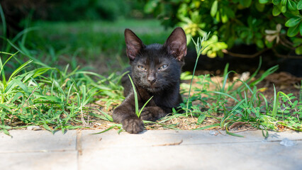 Dark brown or black cat lies on the grass and looks away. Street animals. Good or bad sign.