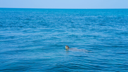 Loggerhead sea turtle on the surface of the water, Caretta caretta in Mediterranean Sea, Side, Turkey