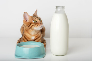 Domestic cat next to a bowl and a bottle of milk.